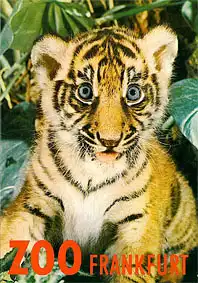 Wegweiser (Tiger-Baby). 