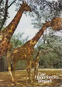 Parkführer (Giraffen) (-). 