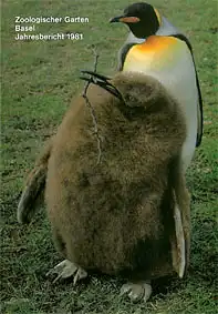 109. Jahresbericht 1981. 