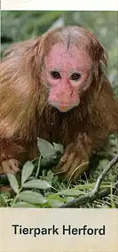 Int. Zuchtbuch für den Mesopotamischen Damhirsch 7. 