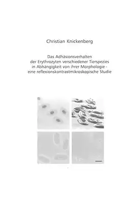 Das Adhäsionsverhalten der Erythrozyten verschiedener Tierspezies in Abhängigkeit von ihrer Morphologie - eine reflexionskontrastmikroskopische Studie. 