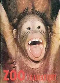 Wegweiser (Orang-Utan-Baby). 