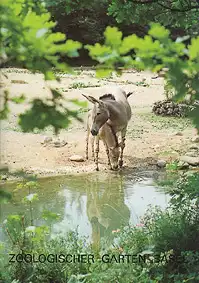 Zoof?hrer (Somali Wildesel). 