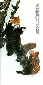 Zooführer (Kleine Pandas im Schnee). 