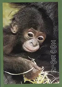 Zooführer (junger Bonobo). 