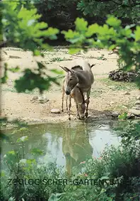 Zoof?hrer (Somali Wildesel). 