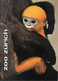 Zoof?hrer (junger Brillenlangur), 2. Auflage. 