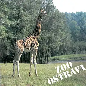 Zooführer (Giraffe). 