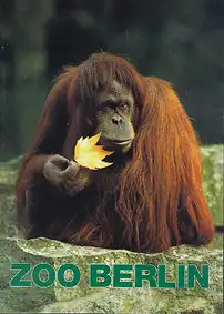 Wegweiser, 43. Auflage (Orang-Utan). 