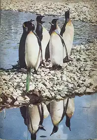 Zooführer (Pinguine) mit Faltplan. 