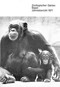 99. Jahresbericht 1971. 