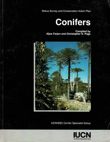 Conifers. 
