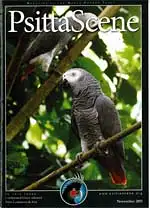 Psitta Scene November 2011. 