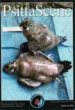 Psitta Scene February 2012. 