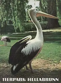 Zooführer (Pelikan). 