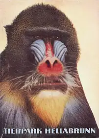 Zooführer (Mandrill), mit Plan. 