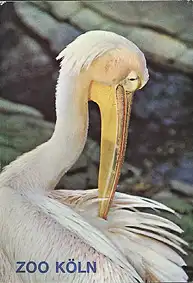Zooführer (Rosapelikan) mit Faltplan. 