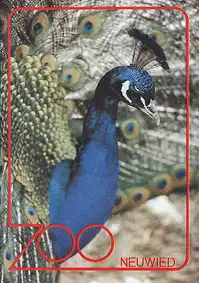 Zooführer (Pfau). 