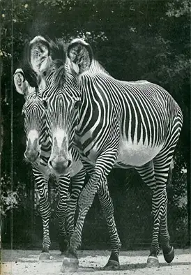 1865 - 1965 Hundert Jahre Zoo Hannover (=Sonderdruck aus "Hannoversche Geschichtsblätter", N. F., Band 19). 