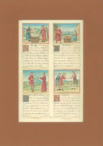 Tacuinum sanitatis. (Codex vindobonensis 2396. Dokumentation zur Faksimileausgabe LXXVIII in der Reihe Codices Selecti. 
