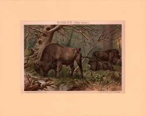 Wisent (Bos urus). Farbige Chromolithographie. 