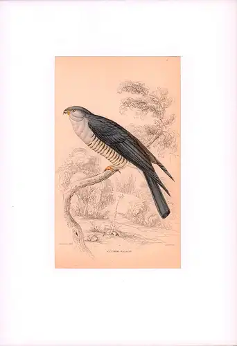 Cuckoo Falcon. [auch: African Baza; Kuckucksweih; Aviceda cuculoides]. Kolorierter Stahlstich von Lizars nach Swainson. 
