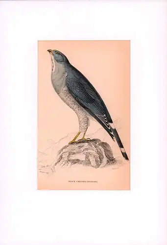 Black Chinned Gosshawk [Schwarzkehliger Habicht; Falco japonicus]. Kolorierter Stahlstich von Lizars nach Swainson. 