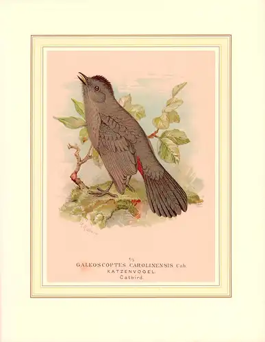 Galeoscoptes Carolinensis Cab. Katzenvogel. Catbird. Chromolithographie nach R. Ridgway. 