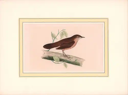 Savi's warbler. [Locustella luscinioides; Rohrschwirl]. Altkolorierter Holzschnitt von 2 Blöcken. 