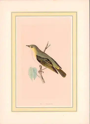 Wood warbler. [Phylloscopus sibilatrix; Waldlaubsänger]. Handkolorierter Holzschnitt von 2 Blöcken. 