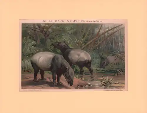 Schabrackentapir (Tapirus indicus). Chromolithographie