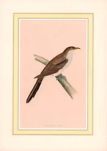 Yellow-billed cuckoo. [Coccyzus americanus; Rain crow; Gelbschnabelkuckuck]. Handkolorierter Holzschnitt von 2 Blöcken. 