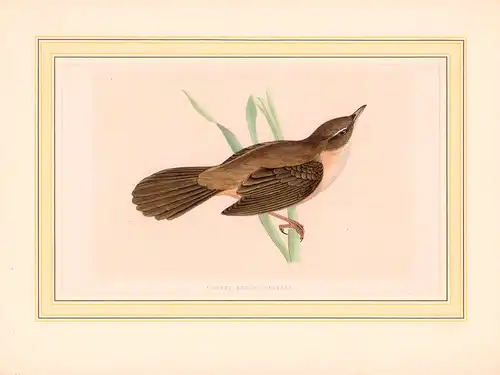 Great sedge warbler. [Acrocephalus arundinaceus; Schilfrohrsänger]. Altkolorierter Holzschnitt von 2 Blöcken. 