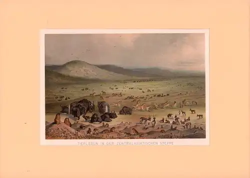 Tierleben in der Zentralasiatischen Steppe. (Nach Przewalskij). Chromolithographie von G. Mützel