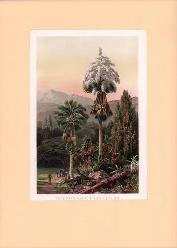 Vegetationsbild von Ceylon. Chromolithographie von Olof Winkler (nach Aquarell von Ernst Haeckel)