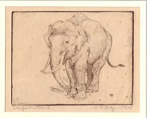 Philipp, Martin Erich (1887-1978): Elefant, stehend. Kaltnadelradierung von M. E. Philipp, unterhalb der Darstellung vom Künstler hs. bezeichnet, signiert u. datiert. 