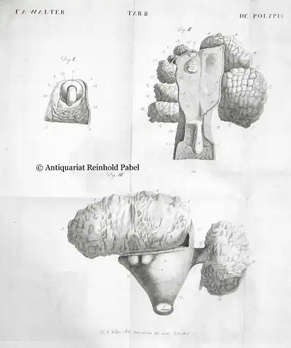 Walter, Friedrich August: Annotationes academicae. 