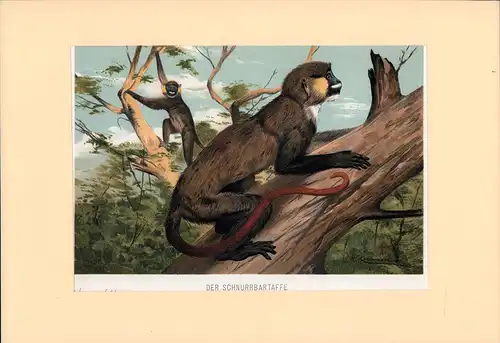 Der Schnurrbartaffe. Chromolithographie von W. Kuhnert. 