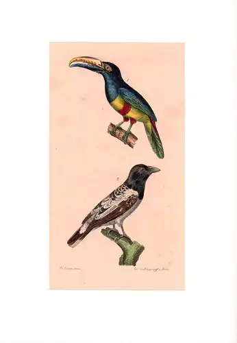 Pfefferfresser und Krähenvogel [Nebelkrähe]. Kolorierte Lithographie von G. P. van den Burggraaff. 