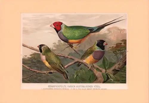 Australische Singvögel. Chromolithographie von W. Kuhnert. 