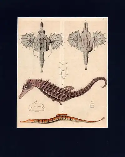 Büschelkiemer, Seepferdchen, Schnabelköpfige Seeschlange. Altkolorierte Lithographie. 