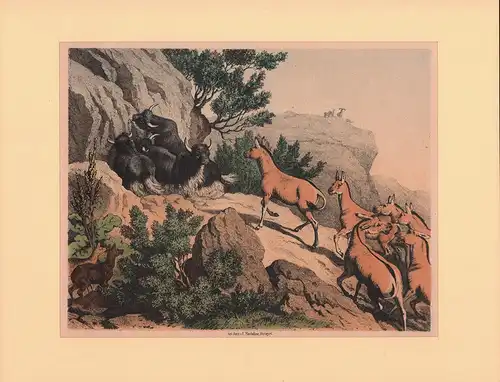 Yak (Bos mutus) und Wildesel (Equus kiang). Farbige Kreidelithographie