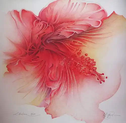 Liliáceae. Farboffsetdruck auf festem Büttenfeinkarton