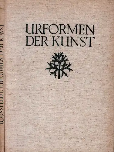 Blossfeldt, Karl: Urformen der Kunst. Photographische Pflanzenbilder. Hrsg. m. e. Einleitung v. Karl Nierendorf. (5. Aufl.). 