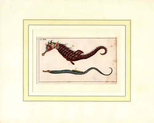 Wilhelm, Gottlieb Tobias: Meerschlange, Nerophis Ophidion / Seepferdchen, Hippocampus Hippocampus. Handkolorierter Kupferstich von Gottlieb Tobias Wilhelm. 