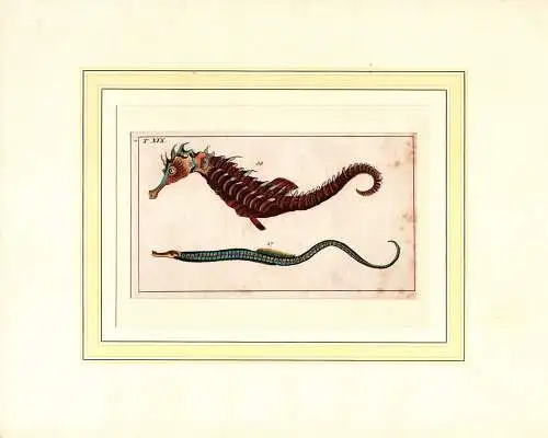 Wilhelm, Gottlieb Tobias: Meerschlange, Nerophis Ophidion / Seepferdchen, Hippocampus Hippocampus. Handkolorierter Kupferstich von Gottlieb Tobias Wilhelm.