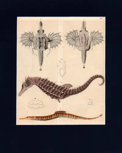 Büschelkiemer, Seepferdchen, Schnabelköpfige Seeschlange. Altkolorierte Lithographie. 