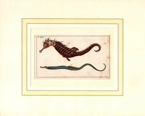 Meerschlange, Nerophis Ophidion / Seepferdchen, Hippocampus Hippocampus. Handkolorierter Kupferstich von Gottlieb Tobias Wilhelm, Wilhelm, Gottlieb Tobias