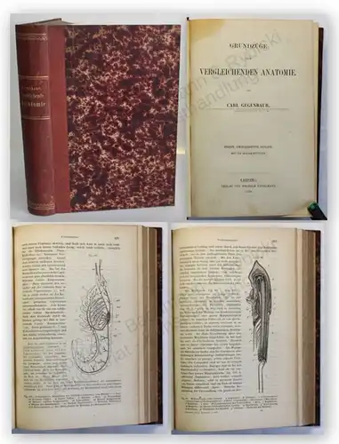 Gegenbaur Grundzüge der vergleichenden Anatomie 1870 Medizin Wissen Studium xy