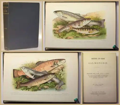 Day British and Irish Salmonidae. In one volume 1887 Ichtyologie Fischkunde xy